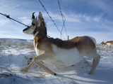 A Barbed Wire Fence Is An Obstacle for Migrating Pronghorns