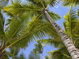 Palm Trees  Punta Cana  Dominican Republic  West Indies  Caribbean  Central America