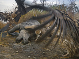 Vultures Scavenge a Female Rhino That Was Killed By a Pair of Tigers