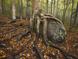 The Roots of a Yellow Birch Tree Wrap Around a Boulder