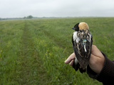 A Tiny Plastic Geolocator Helps Map Migrating Bobolinks