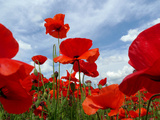 A Field of Red Poppies in Bloom under a Cloud-Filled Sky