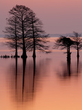 Cypress Trees Reflect on the Still Water before Sunrise