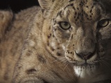 A Captive Snow Leopard