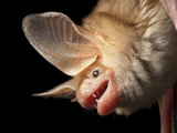 A Pallid Bat at the North Carolina Zoo