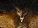 A Blossom Bat From New Guinea's Foja Mountains