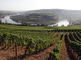 River Mosel and Vineyards Near Grevenmacher  Mosel Valley  Luxembourg  Europe