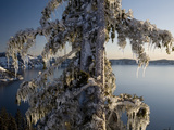 Ice Covered Tree  Creater Lake National Park  Oregon  United States of America  North America