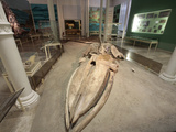 Museum of Natural Science  Karlsruhe  Baden-Wurttemberg  Germany  Europe