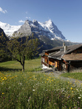 View from Grindelwald to Eiger  Bernese Oberland  Swiss Alps  Switzerland  Europe