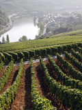 Vineyards and Village of Machtum  Mosel Valley  Luxembourg  Europe