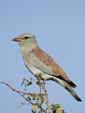 European Roller (Coracias Garrulus)  Kruger National Park  South Africa  Africa