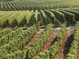 Vineyards Near Machtum  Mosel Valley  Luxembourg  Europe