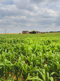 Field of Maize with Farmhouse in Distance  Warwickshire  England  United Kingdom  Europe