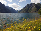 Aurlandsfjorden Near Aurlandsvangen  Sogn Og Fjordane  Norway  Scandinavia  Europe