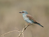 European Roller (Coracias Garrulus)  Serengeti National Park  Tanzania  East Africa  Africa
