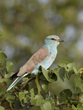 European Roller (Coracias Garrulus)  Kruger National Park  South Africa  Africa