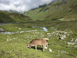 Swiss Cows in Alpine Meadow  Canton Graubunden  Switzerland  Europe