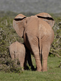 African Elephant (Loxodonta Africana) Mother and Calf  Addo Elephant National Park  South Africa  A