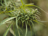 Cannabis (Cannabis Sativa) Bud Grown Locally by Villagers for Recreational Use  Pokhara  Nepal  Asi
