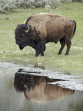 Bison (Bison Bison) Reflected in a Pond  Yellowstone National Park  UNESCO World Heritage Site  Wyo
