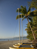 Four Mile Beach with Coconut Palm Trees  Port Douglas  Queensland  Australia  Pacific