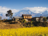Mustard Fields with the Annapurna Range of the Himalayas in the Background  Gandaki  Nepal  Asia