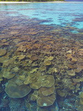 Coral Plates  Lagoon and Tropical Island  Maldives  Indian Ocean  Asia