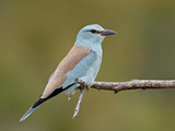 European Roller (Coracias Garrulus)  Kruger National Park  South Africa  Africa