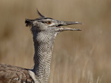 Kori Bustard (Ardeotis Kori)  Kgalagadi Transfrontier Park  Encompassing the Former Kalahari Gemsbo