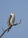 Black-Shouldered Kite (Elanus Caeruleus)  Kgalagadi Transfrontier Park  Encompassing the Former Kal