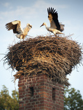 Storks on Top of Chimney in Town of Lenzen  Brandenburg  Germany  Europe