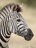 Chapman's Zebra (Plains Zebra) (Equus Burchelli Antiquorum)  Kruger National Park  South Africa  Af