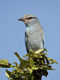 European Roller (Coracias Garrulus)  Kruger National Park  South Africa  Africa