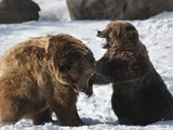 Two Brown Bears (Ursus Arctos) Sparring in Winter Snow  Bozeman  Montana  United States of America 