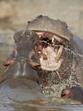 Two Hippopotamus (Hippopotamus Amphibius) Sparring  Serengeti National Park  Tanzania  East Africa 