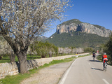Cyclists on Country Road  Alaro  Mallorca  Balearic Islands  Spain  Europe