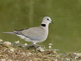 Ring-Necked Dove (Cape Turtle Dove) (Half-Collared Dove)  (Streptopelia Capicola)  Serengeti Nation