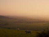 Sheep at Sunset  Near Sidmouth  Devon  England  United Kingdom  Europe