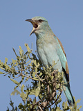 European Roller (Coracias Garrulus) Calling  Kruger National Park  South Africa  Africa
