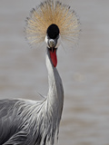 Grey Crowned Crane (Southern Crowned Crane) (Balearica Regulorum)  Serengeti National Park  Tanzani