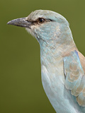 European Roller (Coracias Garrulus)  Kruger National Park  South Africa  Africa