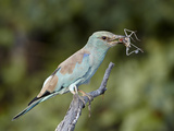 European Roller (Coracias Garrulus) with an Insect  Kruger National Park  South Africa  Africa