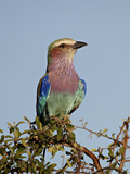 Lilac-Breasted Roller (Coracias Caudata)  Kruger National Park  South Africa  Africa
