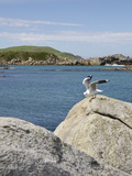 Cosy Point  South Island  New Zealand  Pacific