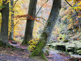 Autumn Trees by the Strid in Strid Wood  Bolton Abbey  Yorkshire  England  United Kingdom  Europe