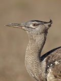 Kori Bustard (Ardeotis Kori)  Kgalagadi Transfrontier Park  Encompassing the Former Kalahari Gemsbo