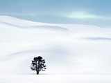 Lone Tree in Hayden Valley  Winter Landscape  Yellowstone National Park  UNESCO World Heritage Site