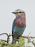 Lilac-Breasted Roller (Coracias Caudata)  Serengeti National Park  Tanzania  East Africa  Africa