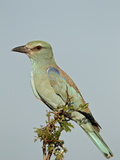 European Roller (Coracias Garrulus)  Kruger National Park  South Africa  Africa